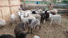 Продаются овцы и бараны