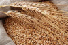 Продам зерно пшеницы урожай 2023 цена 12 руб/кг