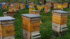 Готовый состав для обработки пчелиных ульев на основе нафтенат меди
