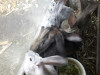 Кролики Фландр разного возраста цена договорная