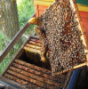 Пчелы, домики, рамки