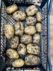 Продам крупный деревенский картофель в сетках