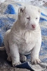 Продаются щенки собаки Казбекской чабанской собаки.