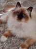 Священная бирма - подросшие котята