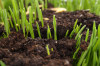 Доставка грунта для газона и других растительных удобрений
