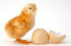 Продажа инкубационного яйца, цыплята