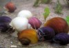 Разноцветные улитки ампулярии для аквариума