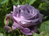 Отборные сортовые розы, пионы, тюльпаны, гортензии, клематисы и др