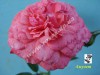 Саженцы роз для озелененич участков: штамбовые, плетистые, бордюрные
