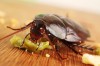 Уничтоженеие тараканов и бытовых насекомых Евпатория Саки