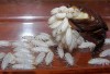 Уничтожение тараканов Ялта, Алушта