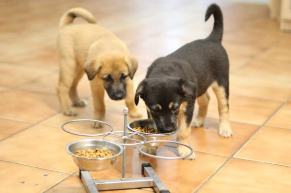 Отдадим бесплатно в добрые руки щенков