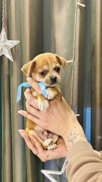 Малыши чихуахуа