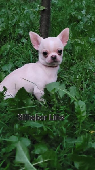 Чихуахуа гладкошерстный мальчик