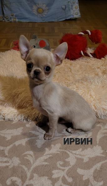 Чихуахуа щенки