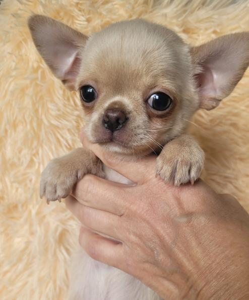 Девочка Чихуахуа нарядный окрас