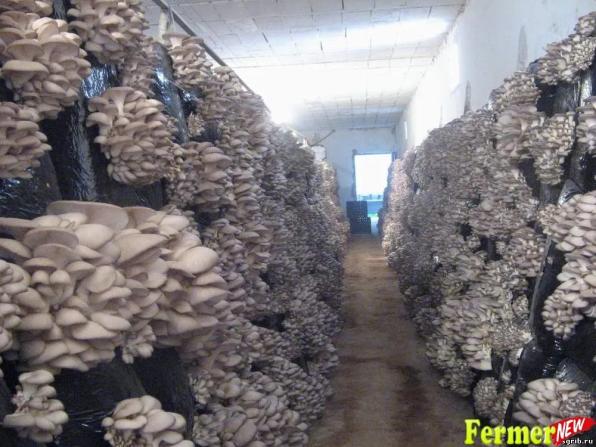 Грибное производство вешенки