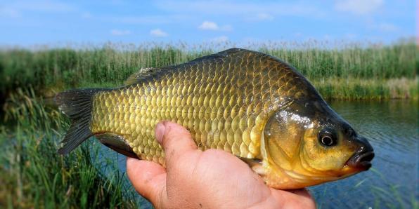 Живец Карась