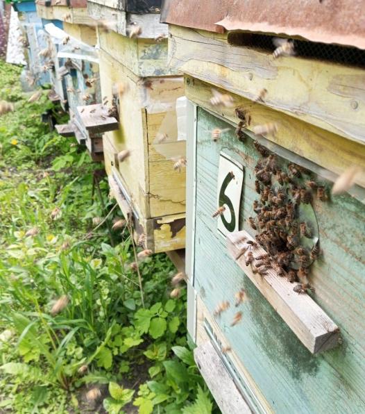 Пчёлы - соберу пчелопакеты