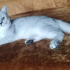 Британские серебристые котята