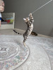 Бенгальские котята