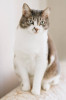 Передержка коты-кошечки