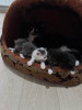 Котята маленькие