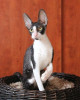 Кудрявые котята Корниш рекс