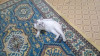 В связи с отъездом. Отдаю Сиамскую кошечку (4 месяца) в добрые руки