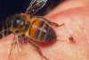 Лечение пчелами грыжи позвоночника в Алматы