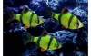 Флуорисцентные "светящиеся" рыбки в зоомагазине "нептун"