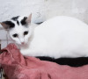 Отдам в хорошие руки кошечку