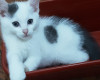 Отдам в хорошие руки котенка