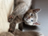 Продаются шикарные котята русской голубой из питомника Ruzara