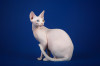 Кошка с уникальным характером- Эльф, Бамбино, двэльф или сфинкс.