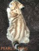 Элитные шотландские прямоухие мраморные котята - скоттиш страйты