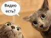 Внимание: Покупаем оригинальные видео про животных!