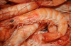 Искусственно выращенная креветка Ваннамей из Ирана