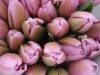 Продам Тюльпаны оптом к 8 Марта