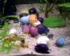 Ампулярии — разноцветные моллюски в аквариуме