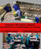Компания ПРО работа ищет разнорабочих на работу в птицефабр. и теплицу