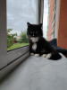 Кошке нужен дом