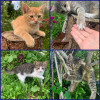 Отдам даром котят