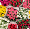 Голландские сорта тюльпанов оптом