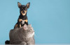 Перевозка собак и кошек из Казахстана в США и Канаду - Delivery Animal