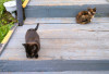 Беззащитные котята