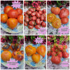 Продаю семена коллекционных сортов томата, перца, тыквы, огурцов и.д