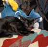 Котята ориентальные, кошечки
