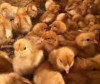 Молодняк птицы, яйцо инкубацеонное