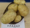 Семенной картофель из Беларуси. Картофель Уладар